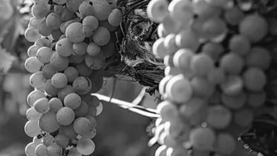 KÜHLLAGERUNG FÜR DEN WEINSEKTOR